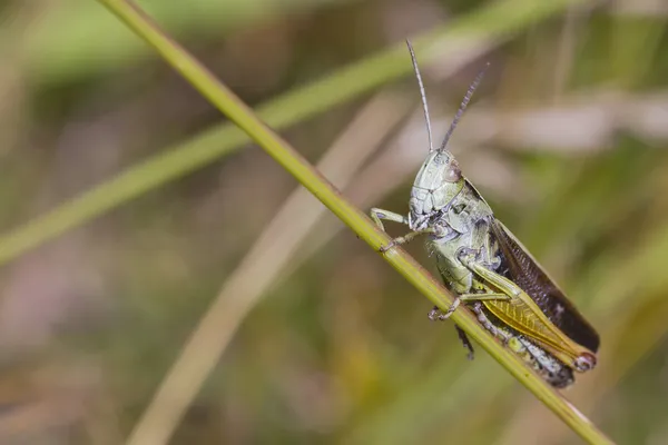 Grasshopper on grass stem — Stock Photo, Image