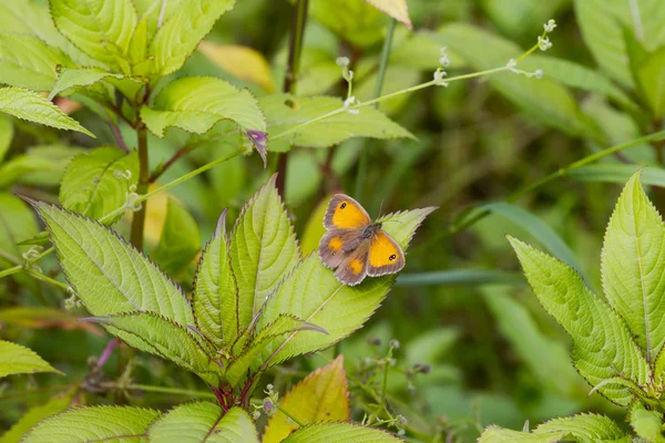 Gatekeeper Butterfly — Stock Photo, Image