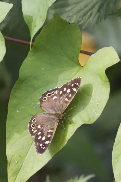 Speckled wood butterfly — Stock Photo, Image