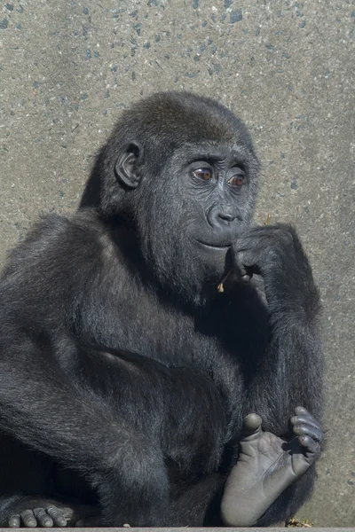 Baby gorilla — Stock Photo, Image