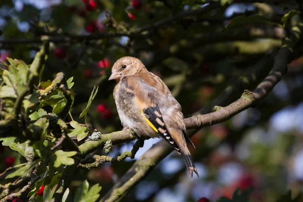 Goldfinch på gren — Stockfoto