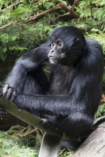 Mono araña negro — Foto de Stock