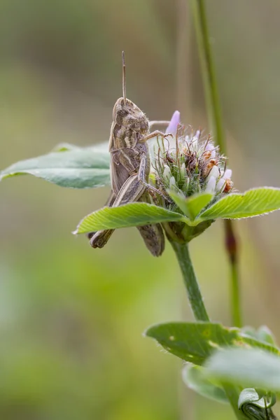 Grasshopper en tallo de hierba —  Fotos de Stock