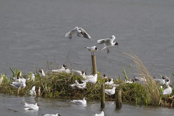 Gaivotas de cabeça preta — Fotografia de Stock