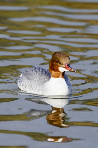 Merganser (Mergus mergans ) — Stockfoto