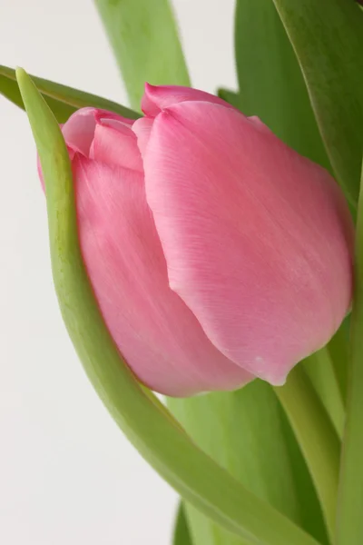 Růžová Tulipán — Stock fotografie