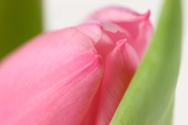 Roze tulp — Stockfoto