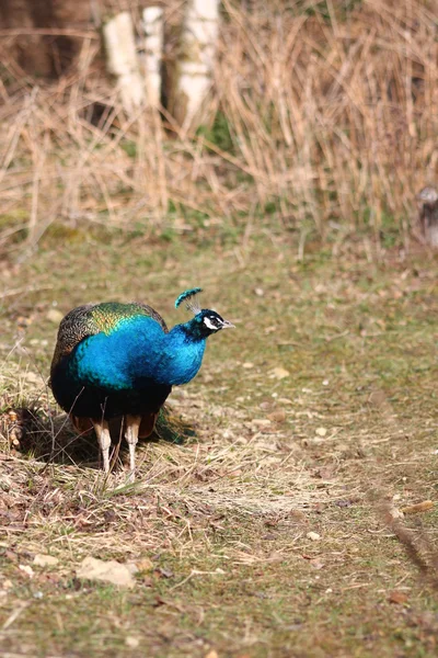 Pavo real azul —  Fotos de Stock