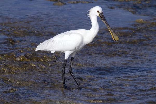 Spoonbill à procura de comida — Fotografia de Stock