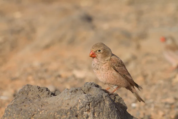 Trumpetista finch — Stock fotografie