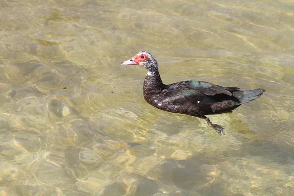 Pato-mostarda — Fotografia de Stock