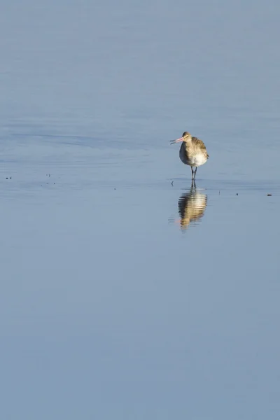 Uferschnepfe im Wasser — Stockfoto