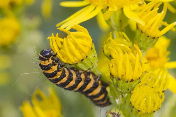 Cinnaber caterpillar — Stockfoto