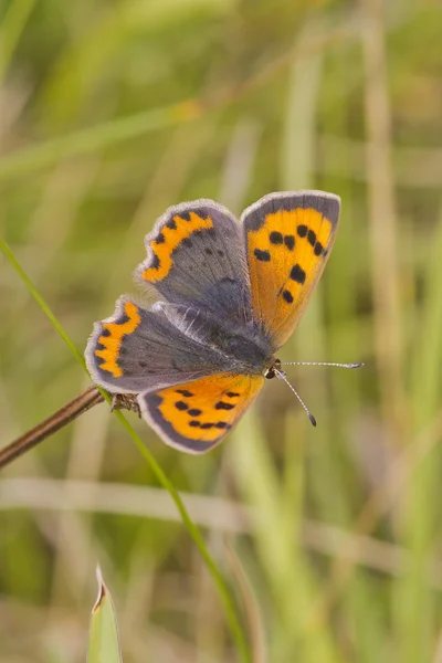 Small Copper butterfly — Stock Photo, Image