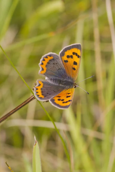 Small Copper butterfly — Stock Photo, Image