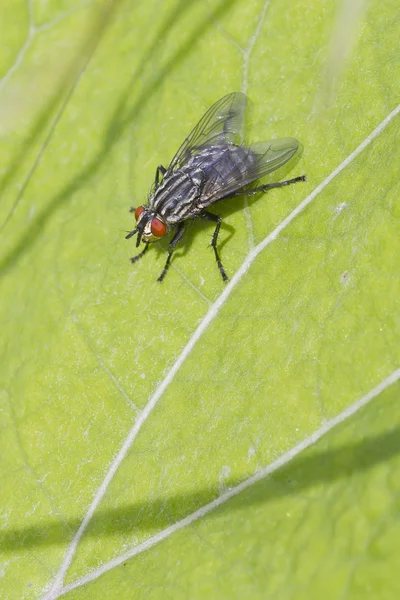 Mosca da carne — Fotografia de Stock