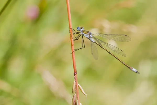 Emerald flickslända — Stockfoto