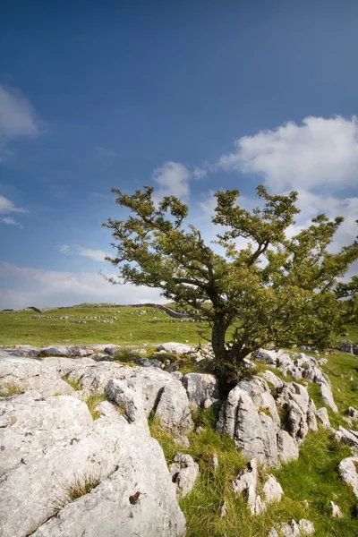 Árvore com calcário — Fotografia de Stock