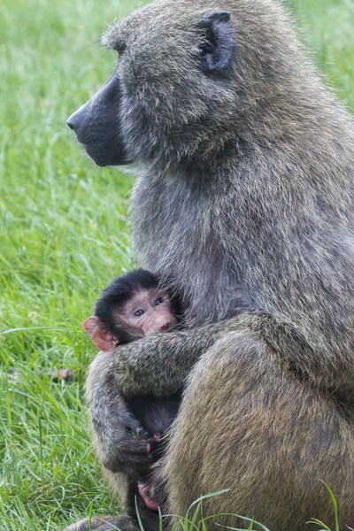 Madre y bebé — Foto de Stock