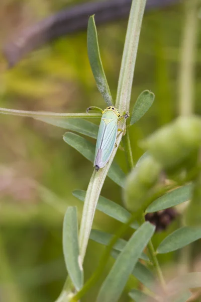 Leafhopper na folha — Fotografia de Stock