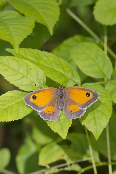 Motyl strażnika — Zdjęcie stockowe