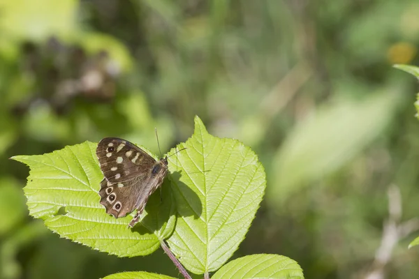 有斑点的木蝴蝶 — 图库照片
