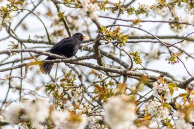 Ağaçta şarkı söyleyen Karatavuk (Turdus merula)