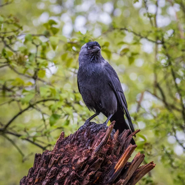 Jackdaw Corvus Monedula Usazený Kmeni Stromu — Stock fotografie