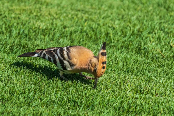 Hoopoe Épocas Upupa Procura Comida Grama — Fotografia de Stock