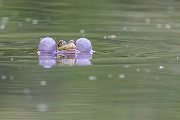 Green Colour Much Larger Uks Common Frog — Stock Photo, Image