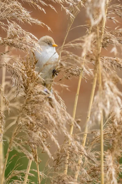 Bearded Tit Panurus Biarmicus Perched Reeds — Zdjęcie stockowe