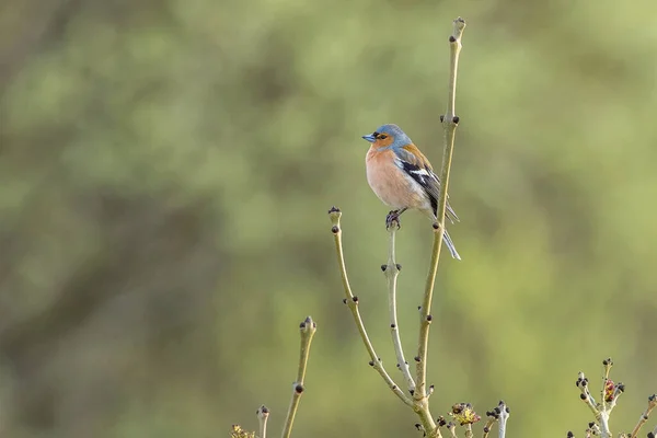 Chaffinch Fringilla Coelebs Perched High Tree — Stock Photo, Image