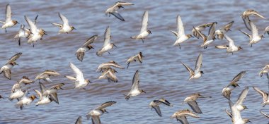 Kıyı üzerinde uçuş (Calidris canutus) düğümü.