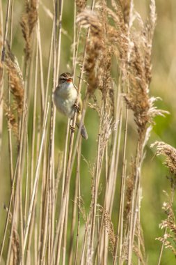 Sazlıklara tünemiş çalı bülbülü (Acrocephalus schoenobaenus).