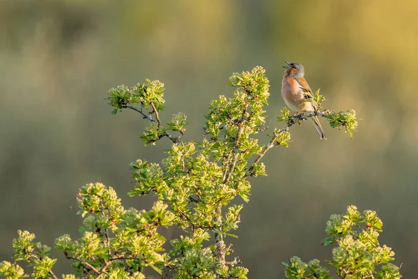 Chaffinch Fringilla Coelebs Bir Ağaca Tünemiş Şarkı Söylüyor — Stok fotoğraf