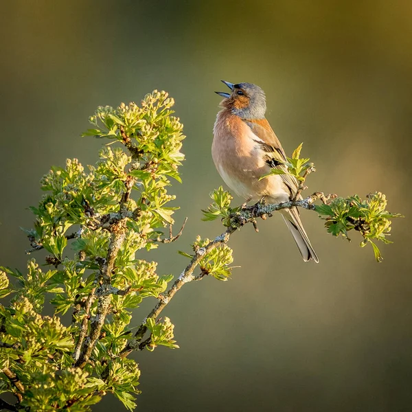 Chaffinch Fringilla Coelebs Bir Ağacın Tepesinde Şarkı Söylüyor — Stok fotoğraf