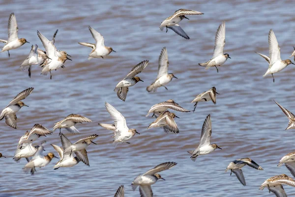 Calidris Canutus Voo Costa — Fotografia de Stock