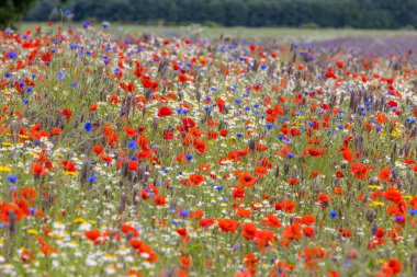 Yabani çiçek çayırı, kır çiçekleri, gelincik, papatya, çiçek