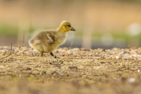 Grijze Gans Chick Weg Van Mama — Stockfoto