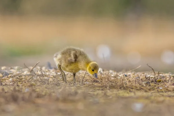 Greylag Gęś Chick Dala Mamy — Zdjęcie stockowe