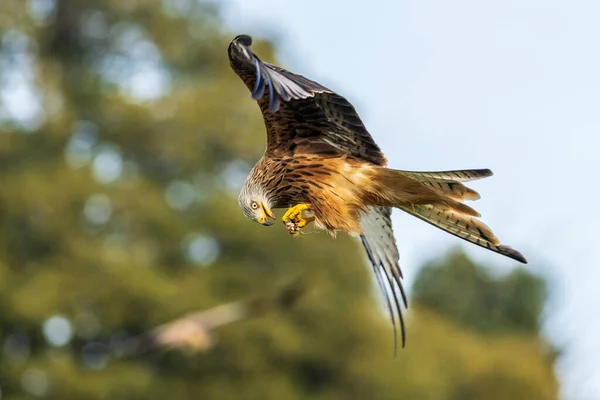 Rode Vlieger Milvus Milvus Die Tijdens Vlucht Eet — Stockfoto