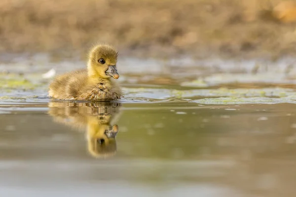 Greylag Gęś Pisklę Odbiciem Wodzie — Zdjęcie stockowe