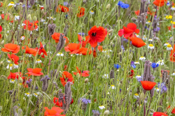 Wild Flower Garden Wildflowers Poppy Daisy Cornflower — Stock Photo, Image