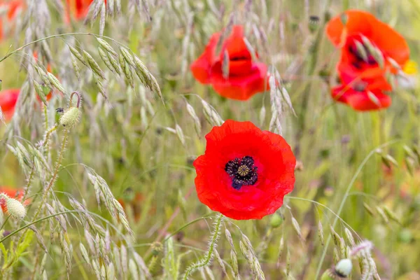 Flor Amapola Roja Con Hierba — Foto de Stock