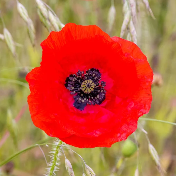 Primer Plano Rojo Flor Amapola — Foto de Stock