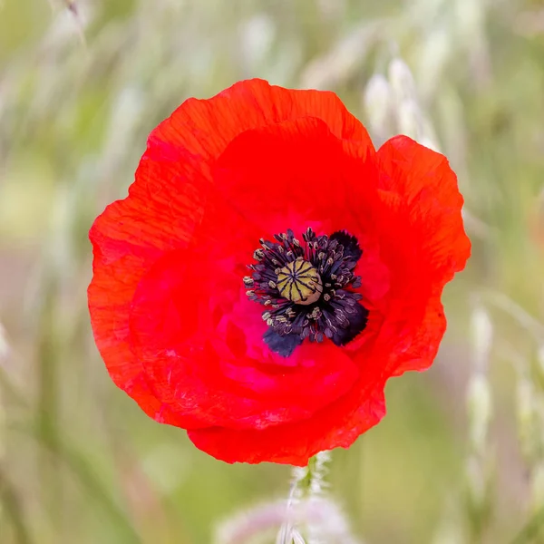 Κόκκινο Λουλούδι Παπαρούνας Closeup — Φωτογραφία Αρχείου