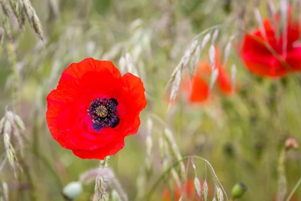 Primer Plano Rojo Flor Amapola — Foto de Stock