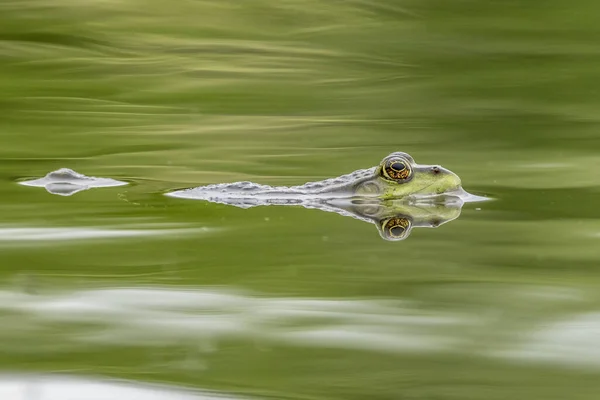 Moeraskikker Pelophylax Ridibundus Een Meer — Stockfoto