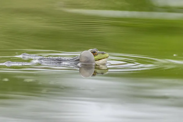 湖中的沼泽蛙 Pelophylax Ridibundus — 图库照片