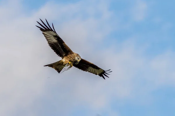 Röd Drake Milvus Milvus Äter Flykt — Stockfoto